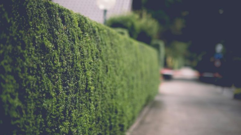 Haie en limite de propriété : ce que prévoit le Code civil